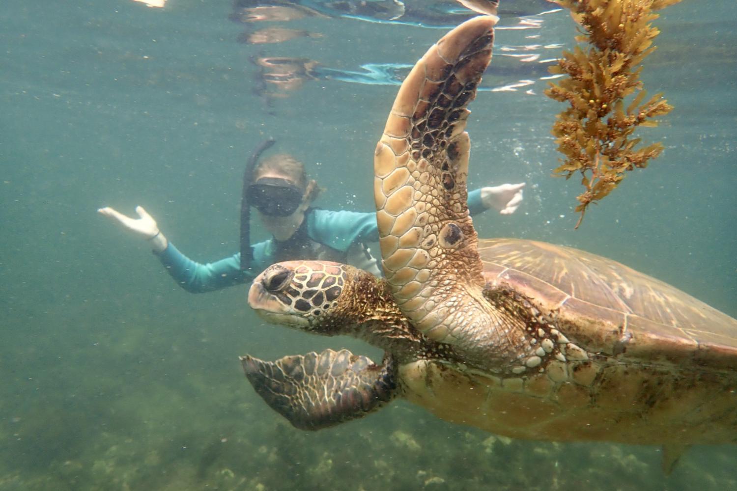 一名<a href='http://bkhz.ngskmc-eis.net'>bv伟德ios下载</a>学生在Galápagos群岛游学途中与一只巨龟游泳.